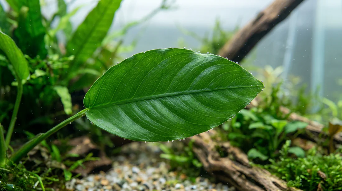 Aquarium planté sain sans parasites